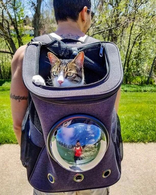 the fat cat backpack review