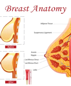 SizeMAX BreastEnhancement Reshape Cream