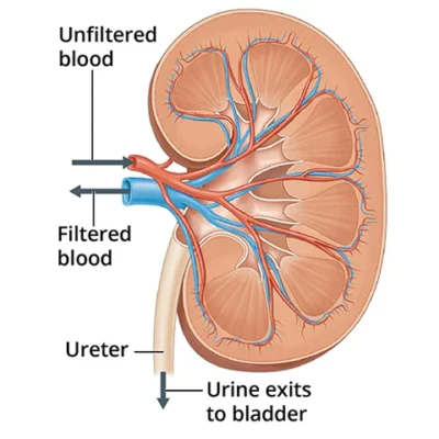 TRADITIONAL FRESHY™ Organic Kidney Cleansing Tea