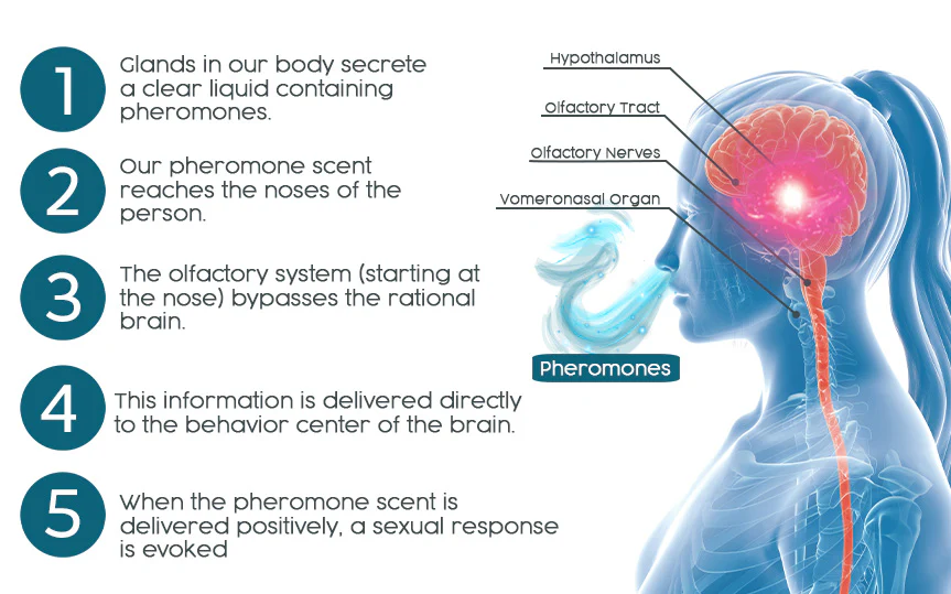 flysmus™ Hypnosis Pheromone Cologne