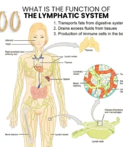 Futusly™ Lymphatische Mode-Oval-Ohrringe