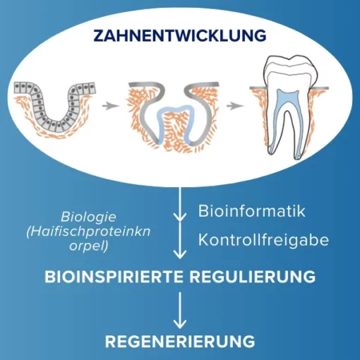 AEXZR™ Zahnnachwuchsstreifen aus Haifischknorpelprotein