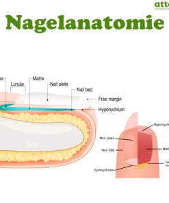 ATTDX FootRenewal Nail Restoration Patch