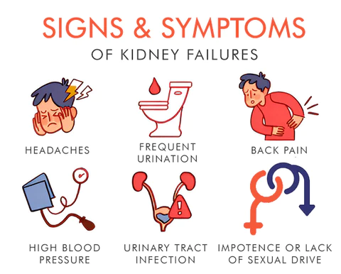 Seurico™ Kidney Care Patch