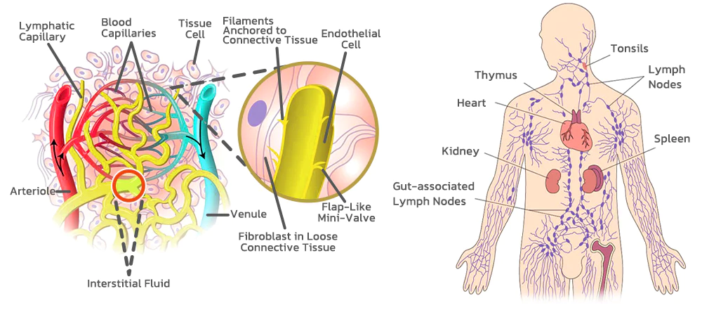 Seurico™ Lymphatic Drainage Patches
