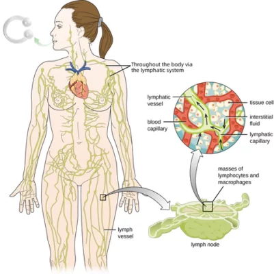 XOMUA™ Bee Venom Lymphatic Drainage & Slimming Nose Ring