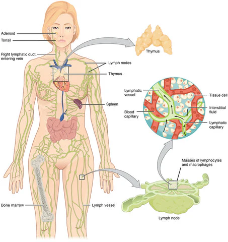 Futusly™ Lymphvity MagneTherapie Germanium-Ohrringe