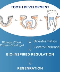 AEXZR™ Shark Cartilage Protein Dental Regrowth Strips