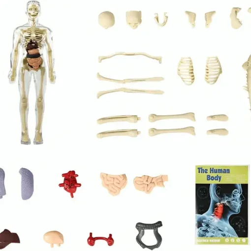 SciBlaz™ Clear Human Body Structure Model - Image 12